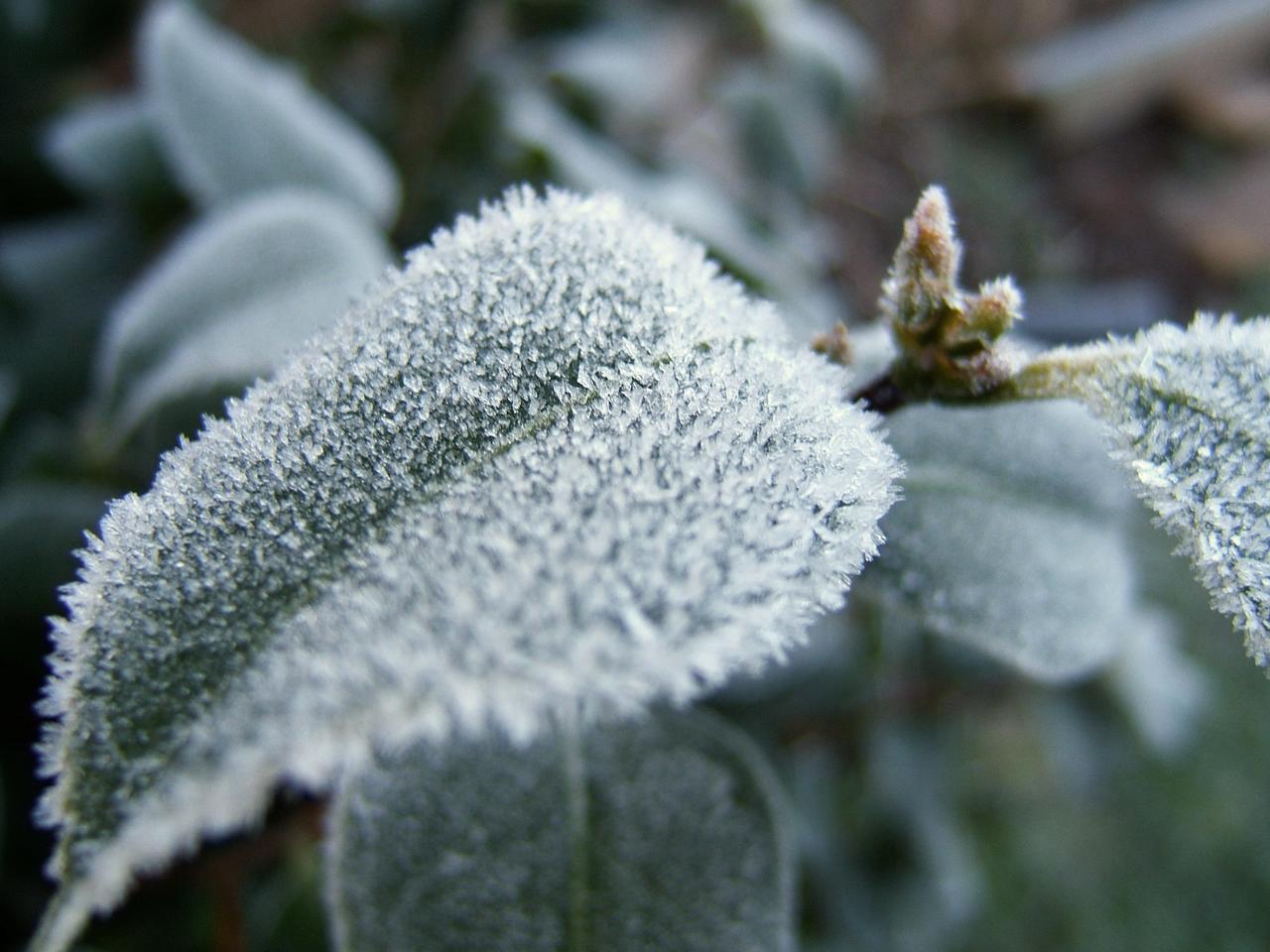 environment-canada-issues-frost-advisory-for-haliburton-area