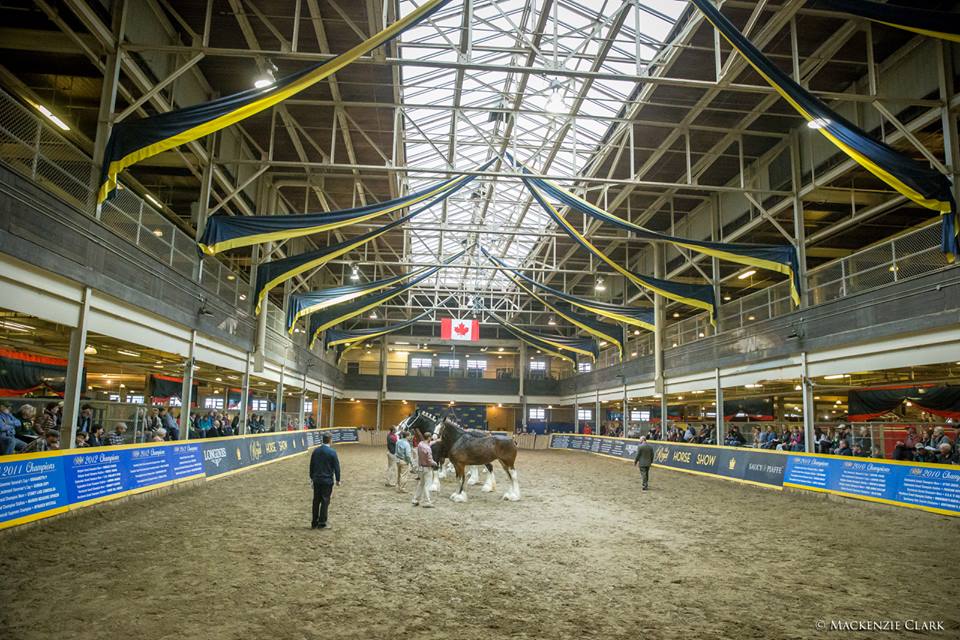 Muskoka Well Represented by Rescued Pony at Royal Agricultural Winter