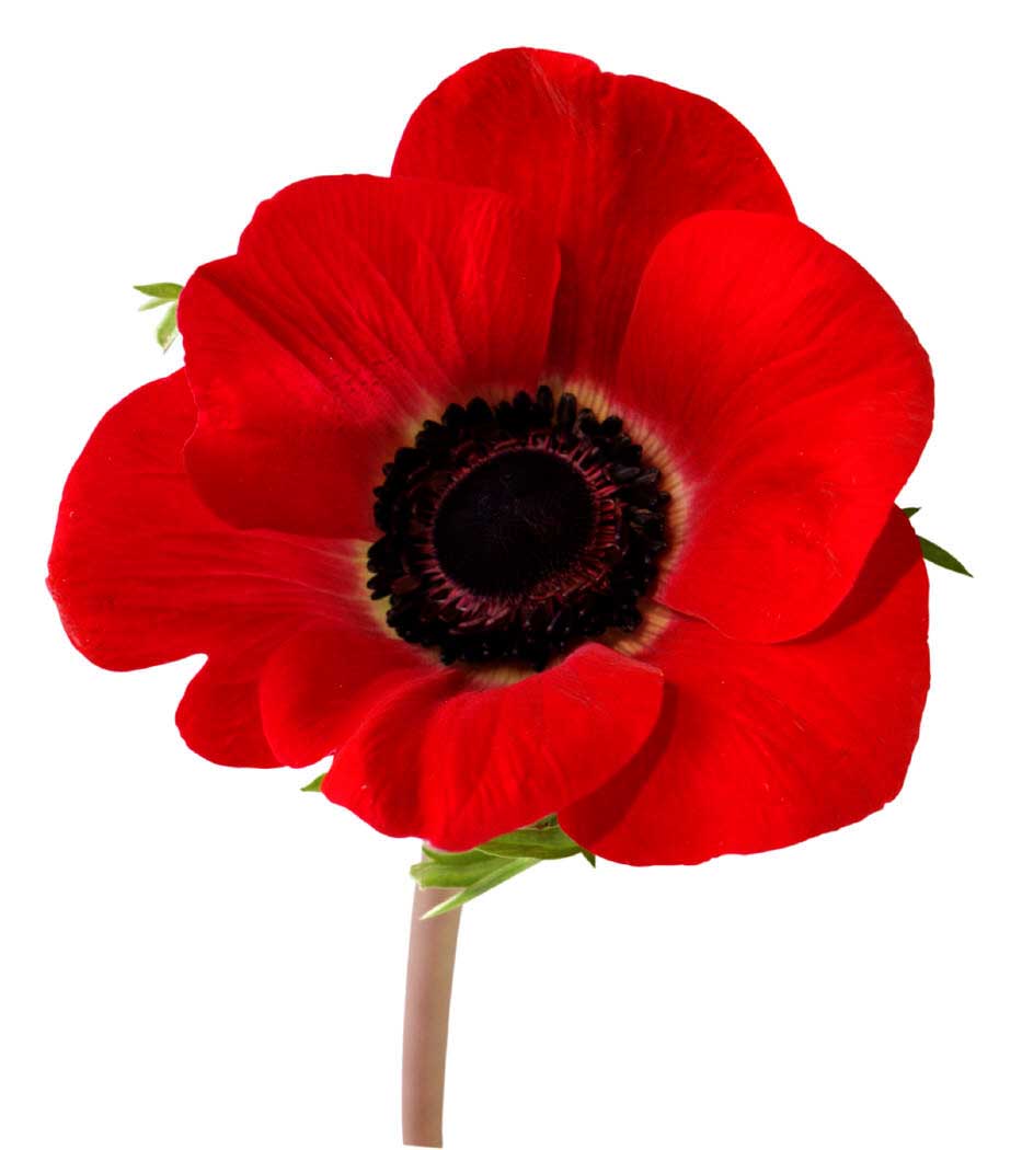 remembrance day ceremonies happening today in muskoka muskoka411 com muskoka 411