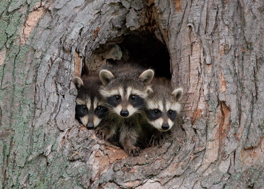 reminder-to-not-feed-wild-animals-muskoka411