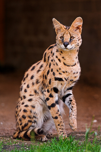 African Serval Cat Spotted in Tiny Township | muskoka411.com