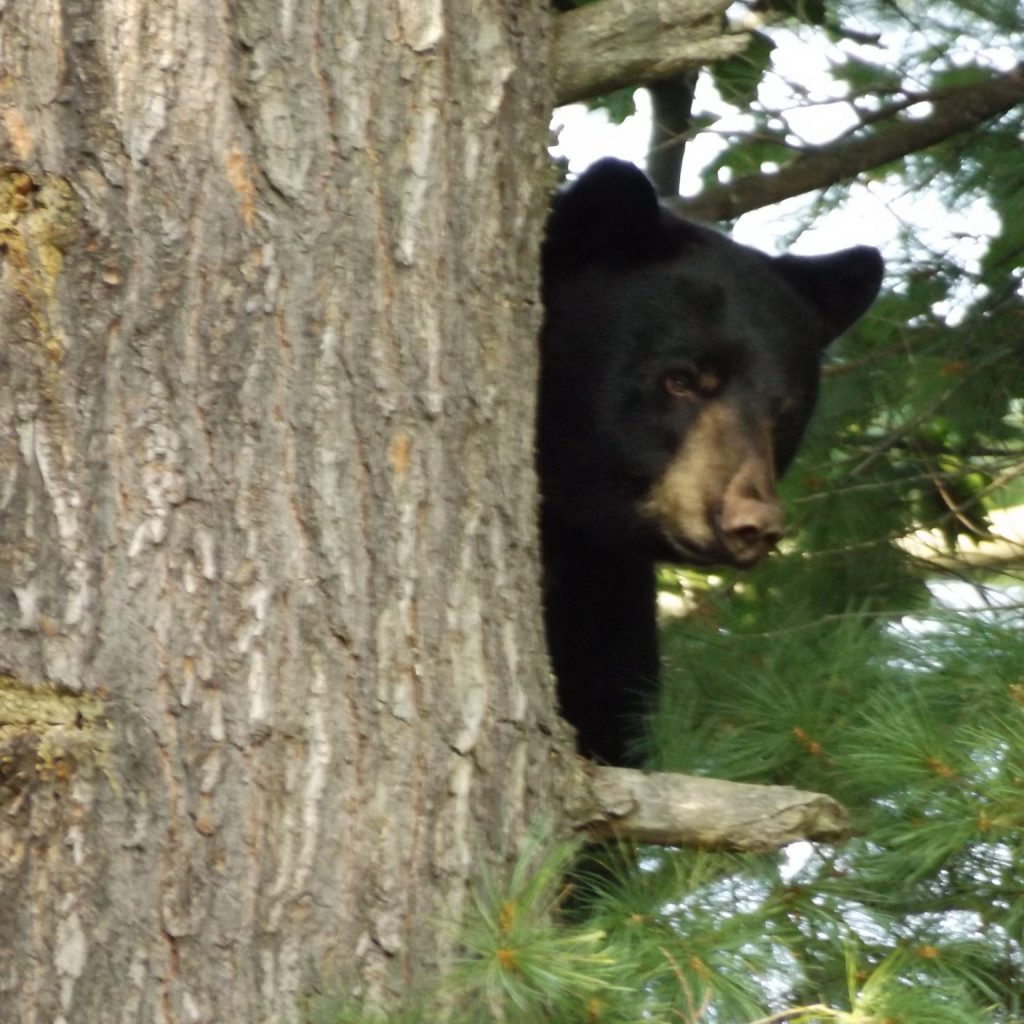 bear