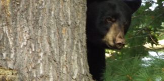 bear