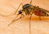 West Nile Virus Still A Risk Into Fall, Health Unit Says