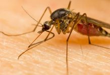 West Nile Virus Still A Risk Into Fall, Health Unit Says