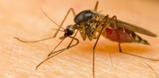 West Nile Virus Still A Risk Into Fall, Health Unit Says