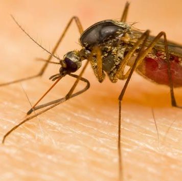 West Nile Virus Still A Risk Into Fall, Health Unit Says