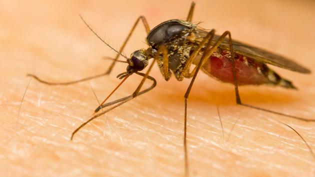 West Nile