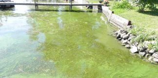 Health Unit Urges Caution Around Blue-Green Algae Blooms