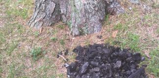Gravenhurst By-law Division: No BBQs or Campfires at Parks.