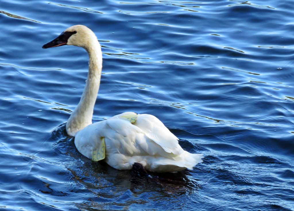 Luna, a trumpeter swan from Six Mile Lake that died after being shot and suffering lead poisoning. Photo by Anne Lewis