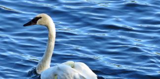 Luna, a trumpeter swan from Six Mile Lake that died after being shot and suffering lead poisoning. Photo by Anne Lewis
