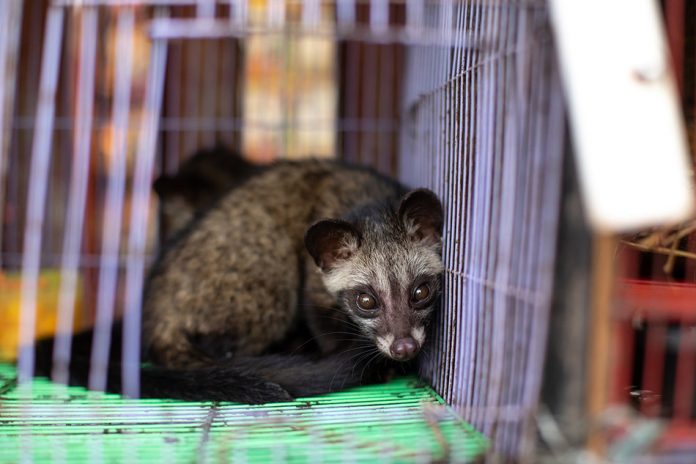 World Animal Protection-Canadians demand G20 leaders stop the wi