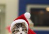 OSPCA Helps More Than 500 Animals Find Homes This Holiday Season