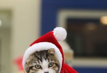 OSPCA Helps More Than 500 Animals Find Homes This Holiday Season