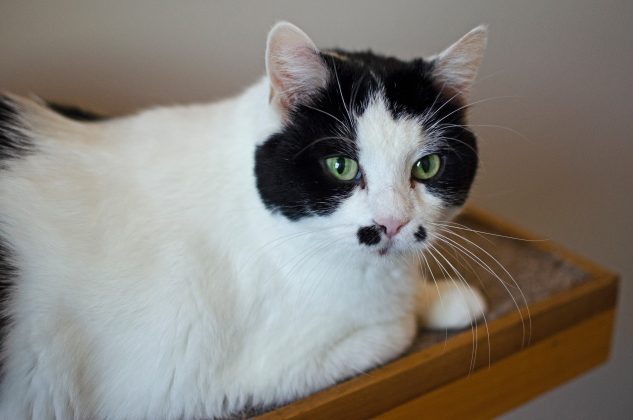 Comfie Cat resident