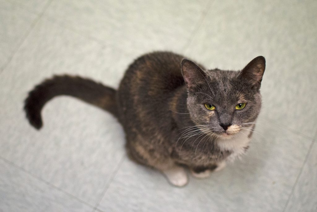 Comfie Cat resident