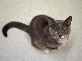Comfie Cat resident