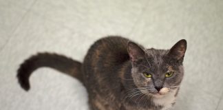 Comfie Cat resident