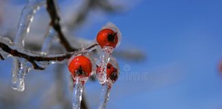 freezing rain