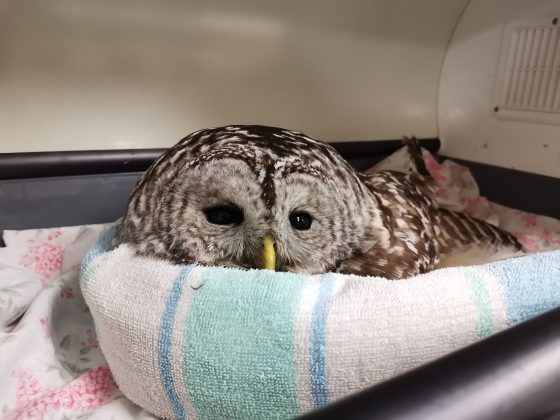 Barred owl lays in incubator at Aspen Valley Wildlife Sanctuary