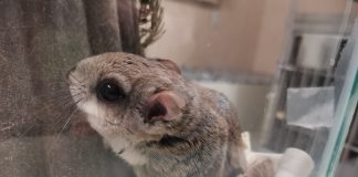 Flying squirrel in enclosure at Aspen Valley Wildlife Sanctuary