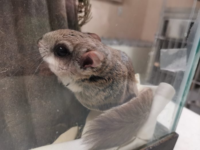 Flying squirrel in enclosure at Aspen Valley Wildlife Sanctuary