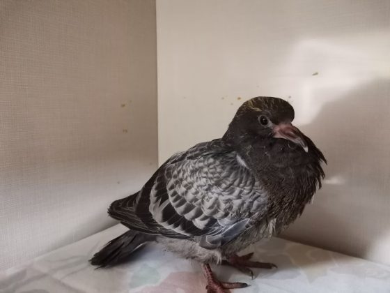 Malnourished pigeon stands in enclosure at Aspen Valley Wildlife Sanctuary