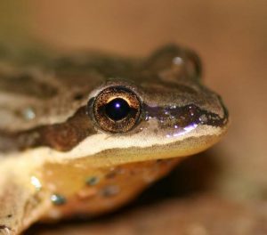 western chorus frog