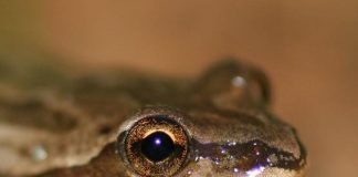 western chorus frog