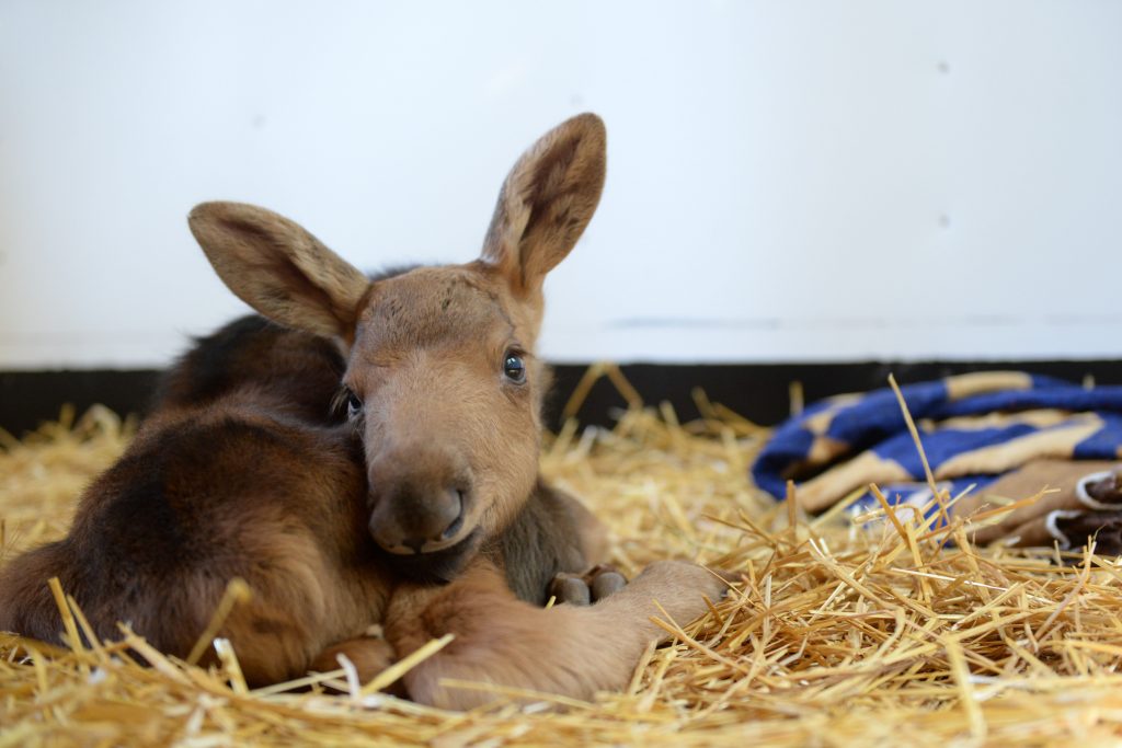 spring auction moose baby