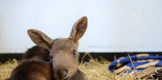 spring auction moose baby