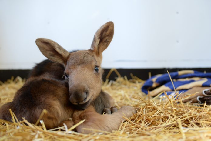 spring auction moose baby