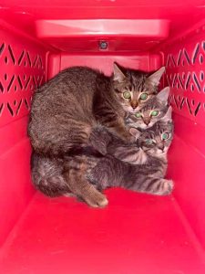 Dorset Kitten Rescues Scotty and Tessa