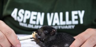 Full-time animal care volunteers feed squirrels and other animals at Aspen Valley.