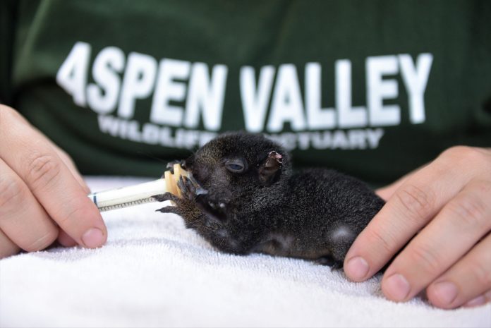 Full-time animal care volunteers feed squirrels and other animals at Aspen Valley.