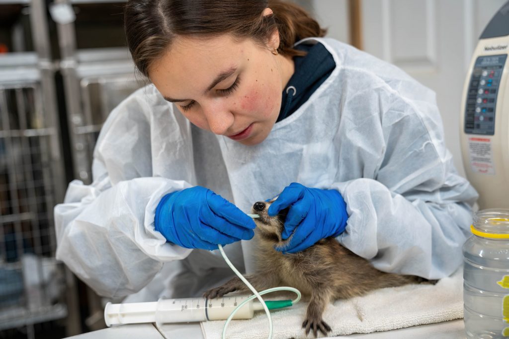 Aspen Valley animal care volunteer