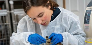 Aspen Valley animal care volunteer