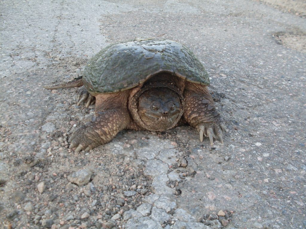 Snapping Turtle