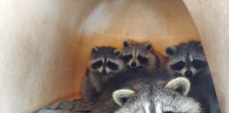 A mother raccoon and her kits