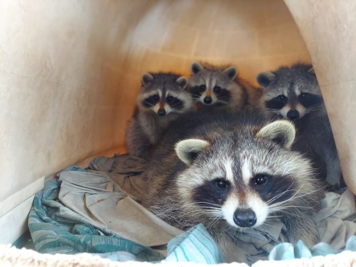A mother raccoon and her kits