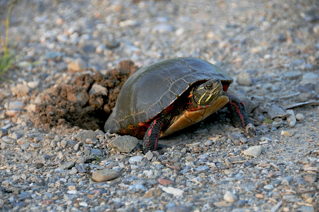 A painted turtle nesting. Turtle nesting season starts mid-May and extends into July with peak season occurring throughout the month of June.