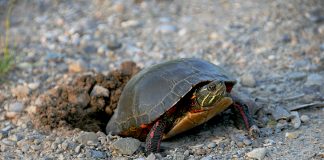 A painted turtle nesting. Turtle nesting season starts mid-May and extends into July with peak season occurring throughout the month of June.