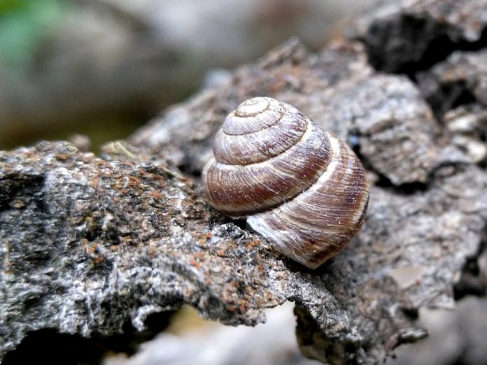 Black-Hills-Mountainsnail-Robert-Forsyth-1