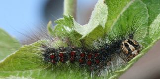 Lymantria dispar dispar, gypsy moth