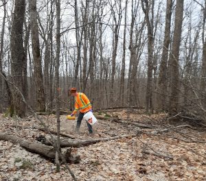 A volunteer spreads ash in the forest. Photo courtesy of Friends of the Muskoka Watershed