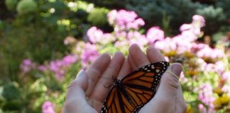 Butterfly release