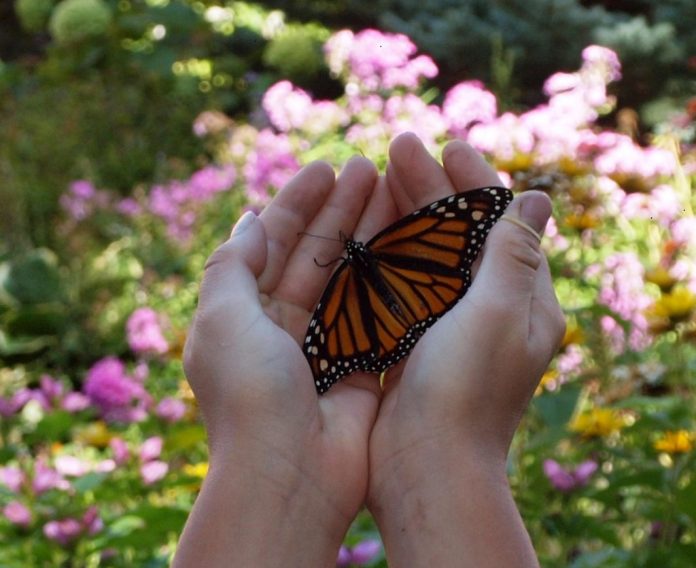 Butterfly release
