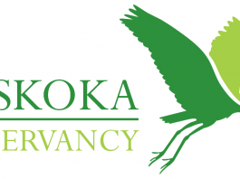 Muskoka Conservancy logo. Muskoka Conservancy oversees the Nelson Head Nature Reserve and many other properties across Muskoka.