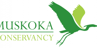 Muskoka Conservancy logo. Muskoka Conservancy oversees the Nelson Head Nature Reserve and many other properties across Muskoka.